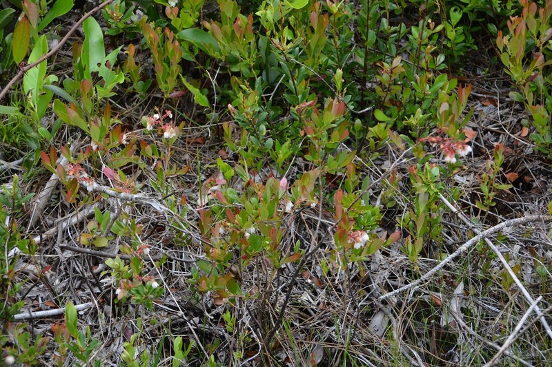 Woolly Huckleberry photo 2