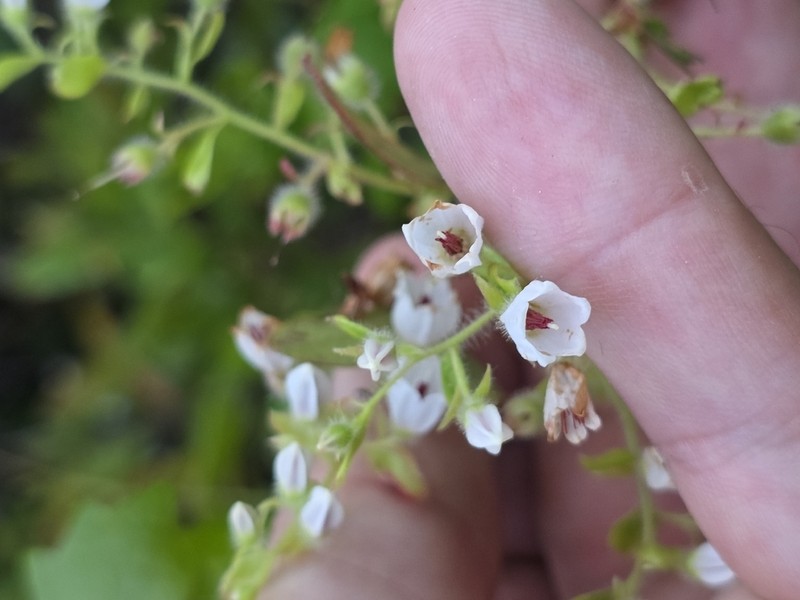 Woolly Huckleberry photo 3
