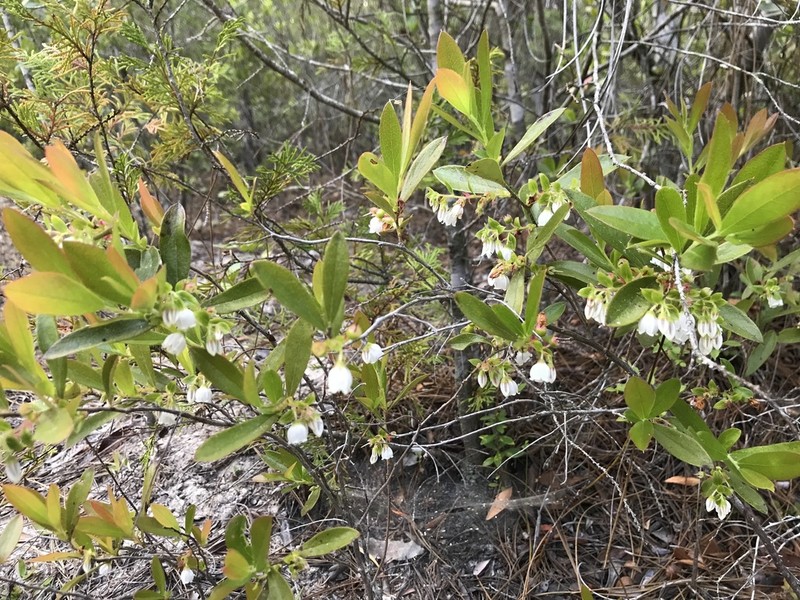 Woolly Huckleberry photo 4