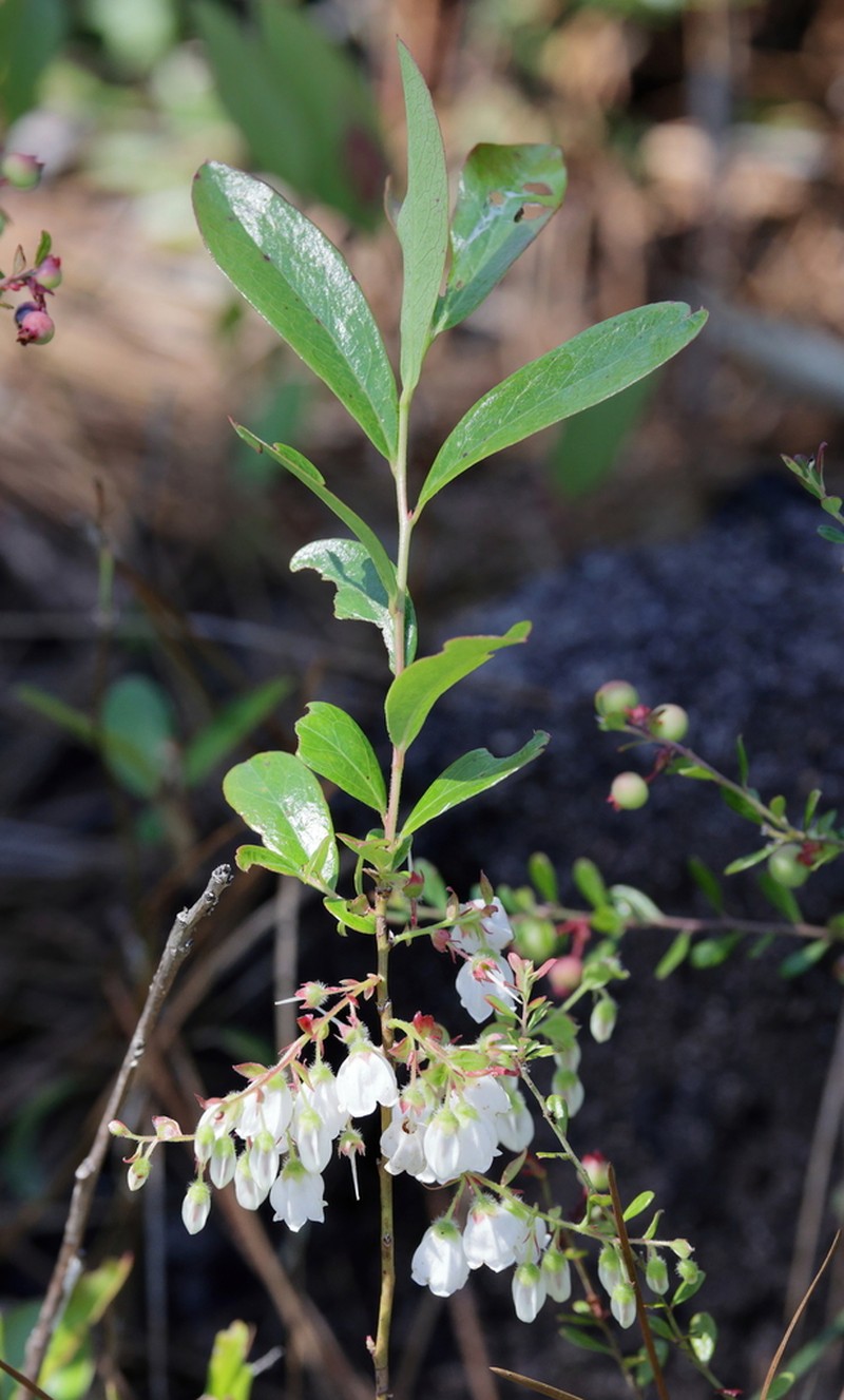 Woolly Huckleberry photo 6