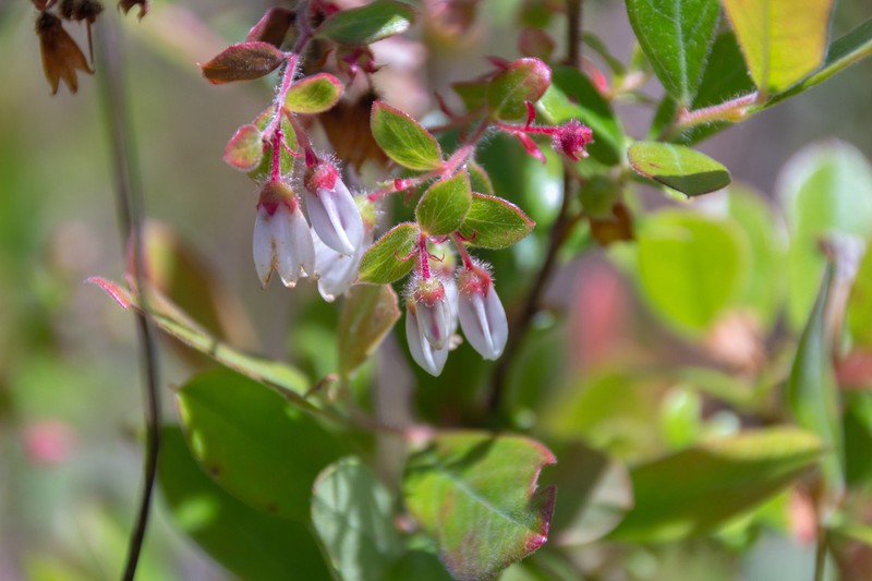 Woolly Huckleberry photo 7
