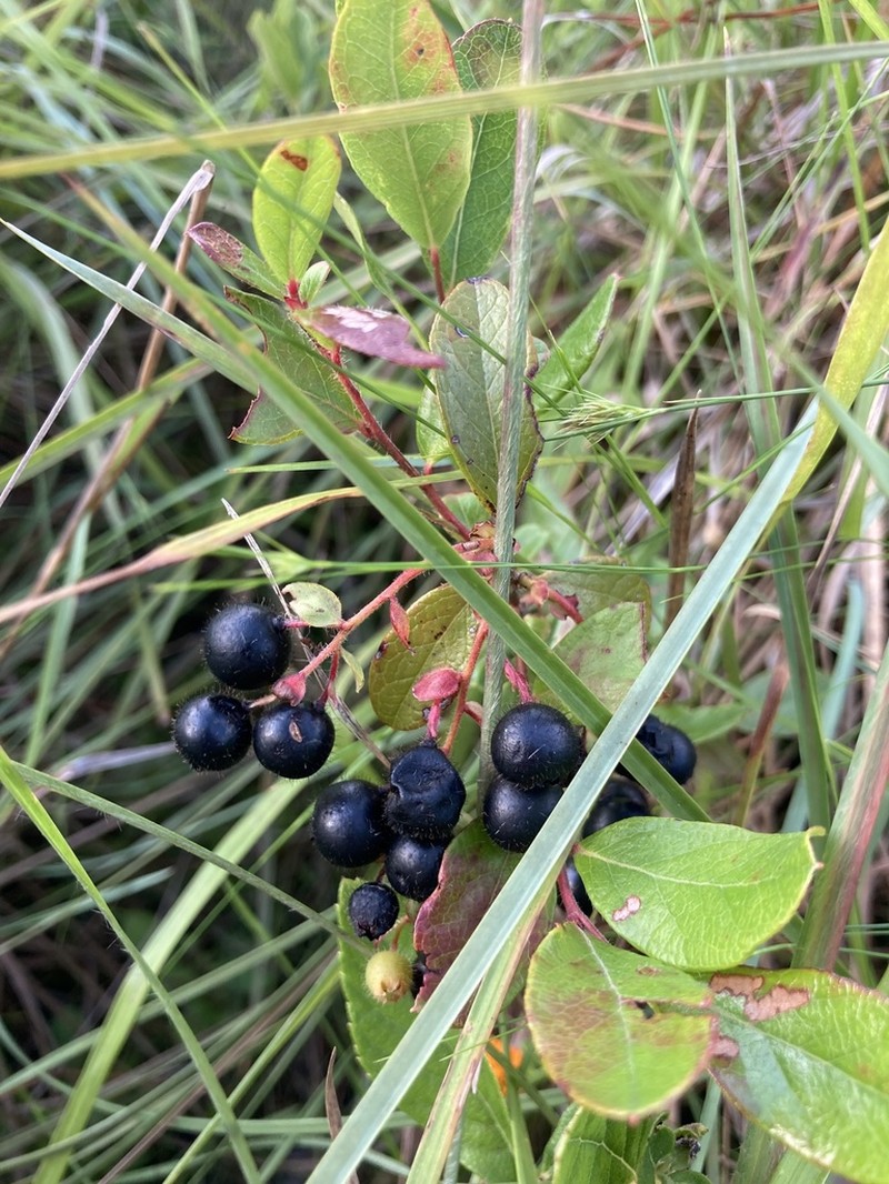 Woolly Huckleberry photo 8