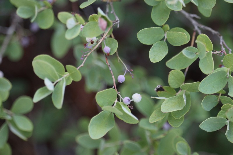 Confederate Huckleberry