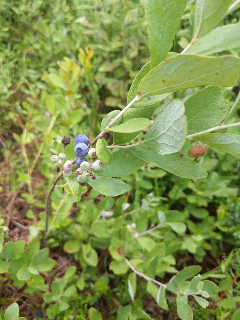 Confederate Huckleberry photo 2