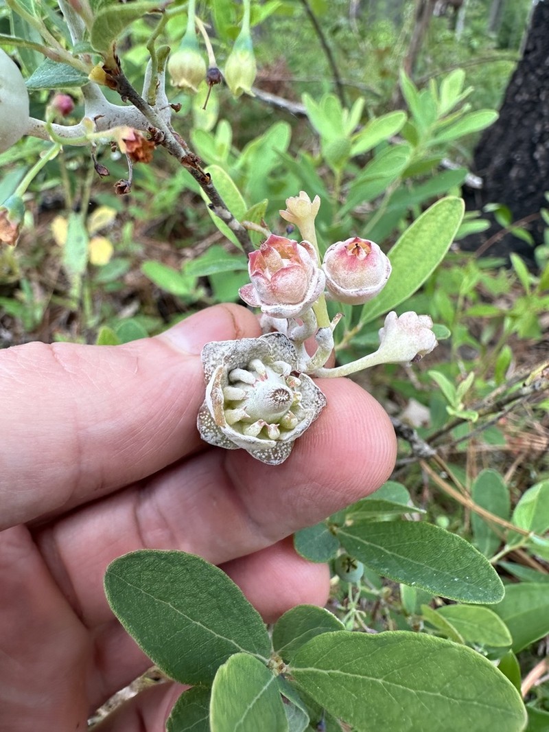 Confederate Huckleberry photo 3