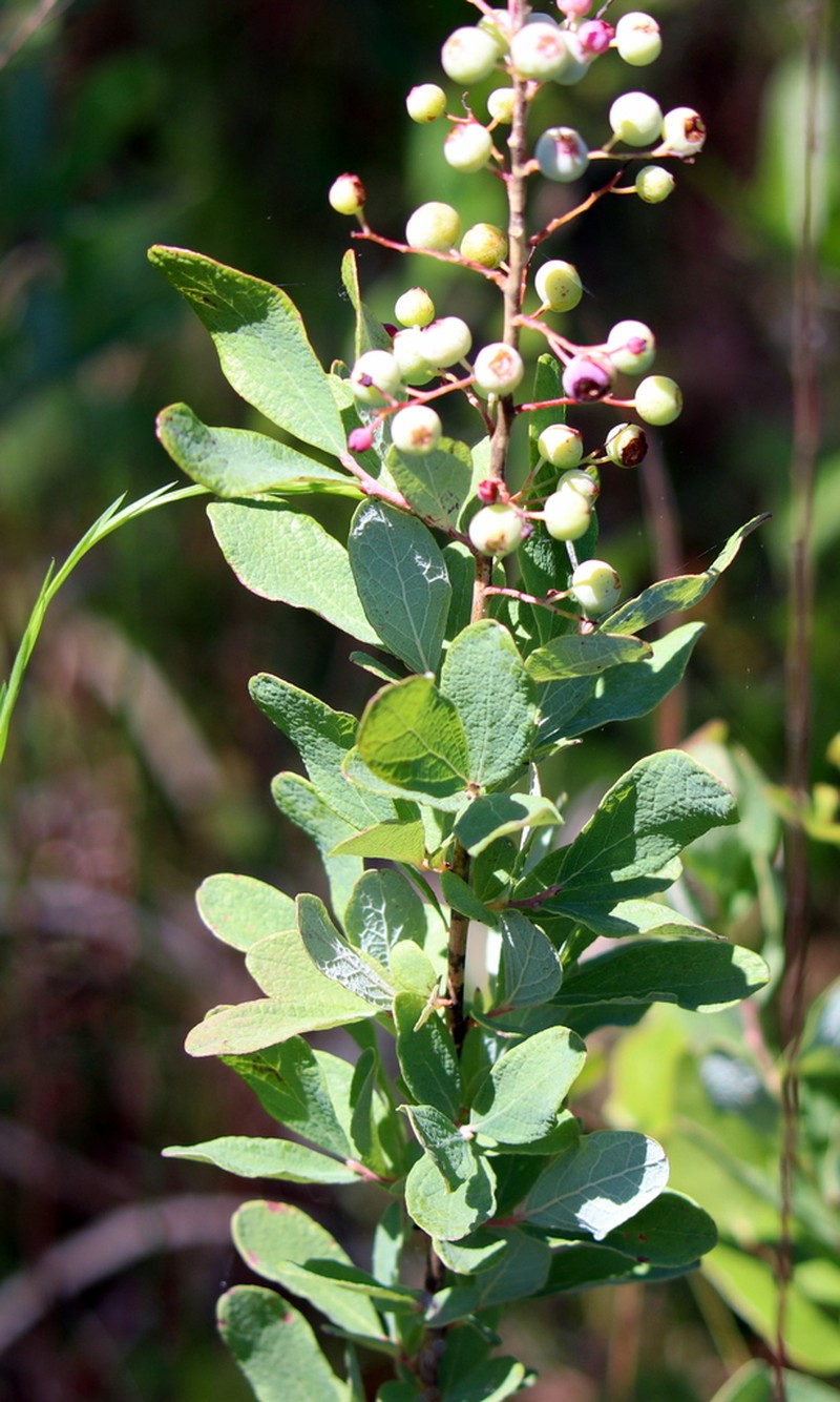 Confederate Huckleberry photo 4