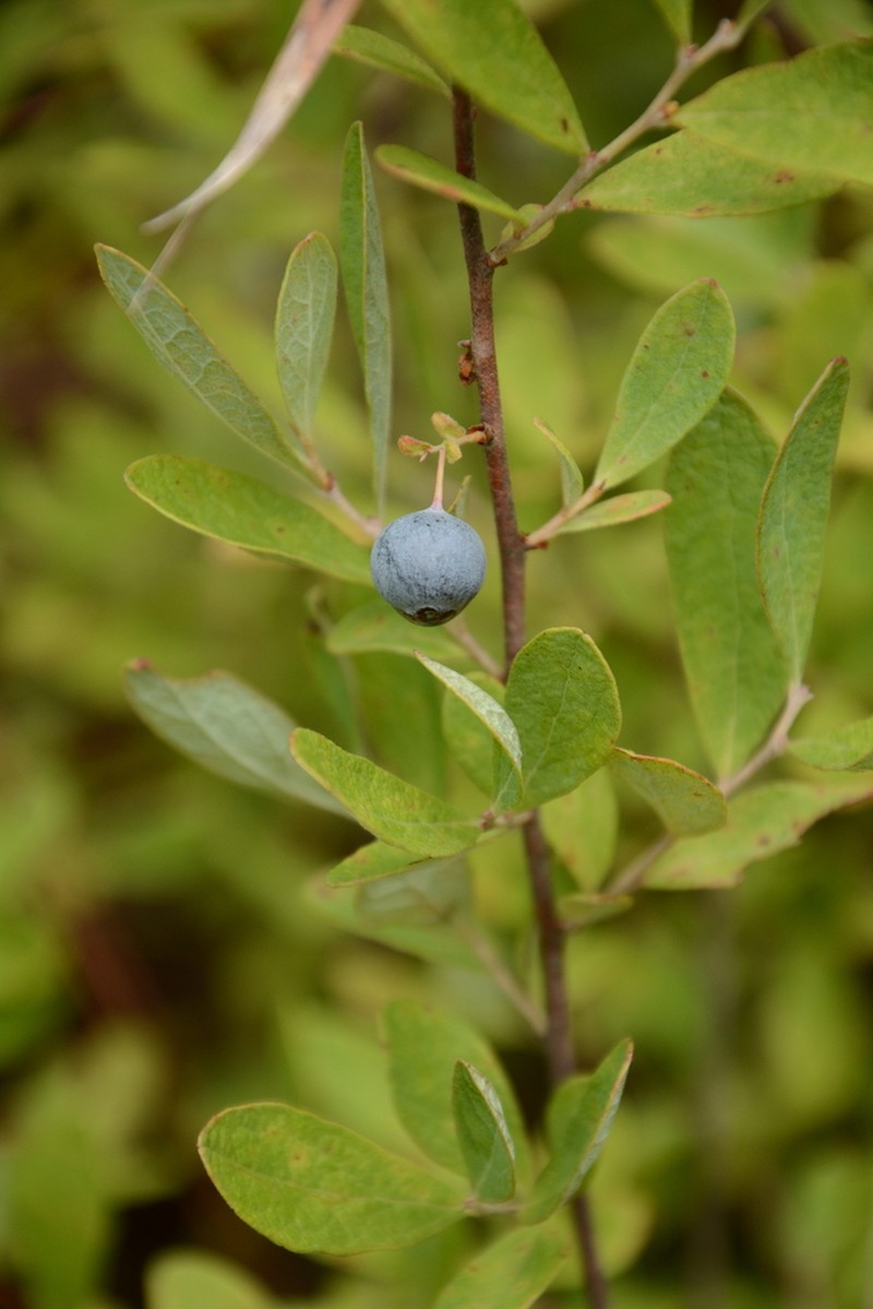Confederate Huckleberry photo 5