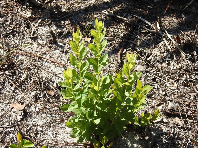 Confederate Huckleberry photo 6
