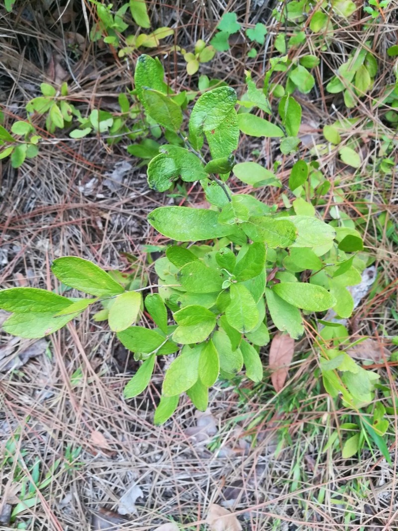 Confederate Huckleberry photo 7