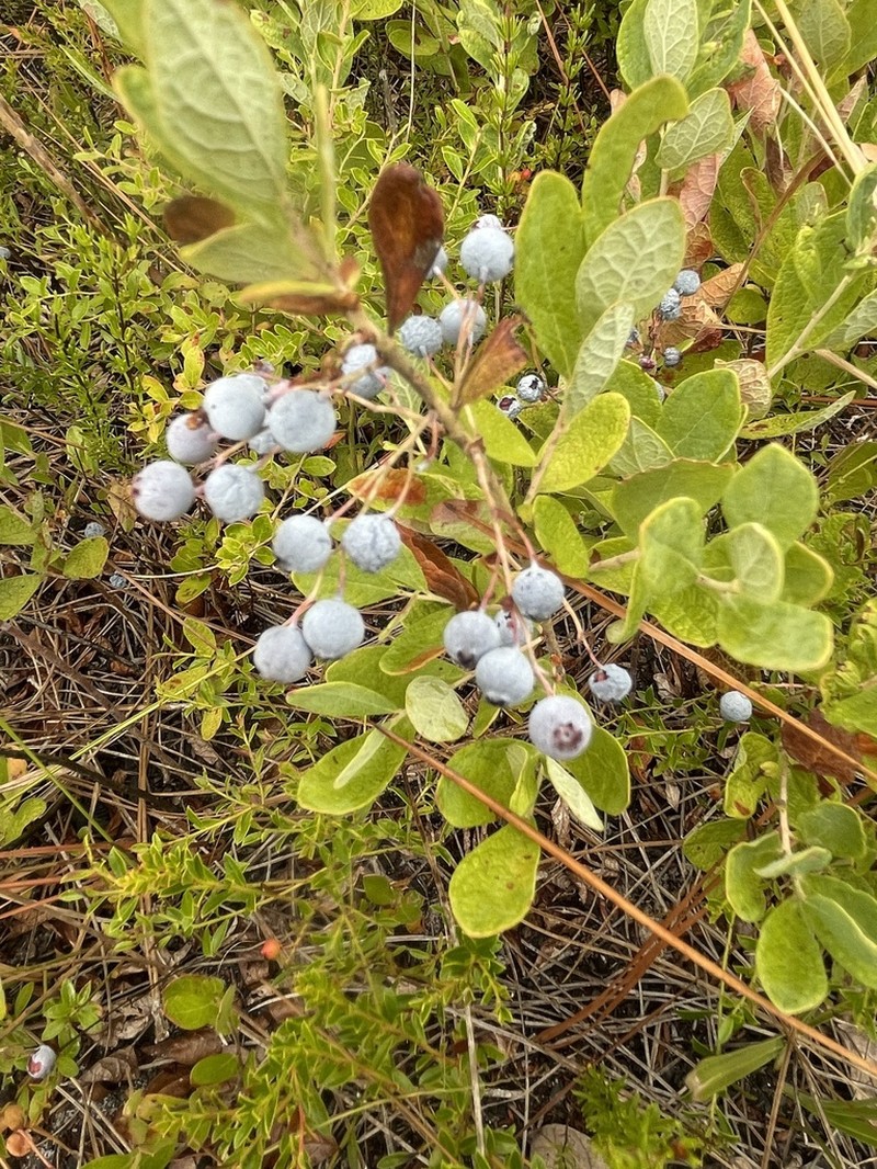 Confederate Huckleberry photo 8