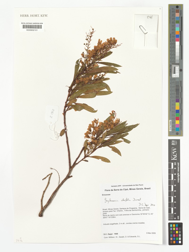Gaylussacia oleifolia