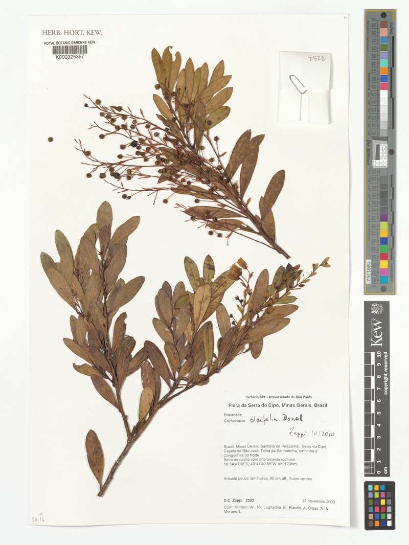 Gaylussacia oleifolia photo 2