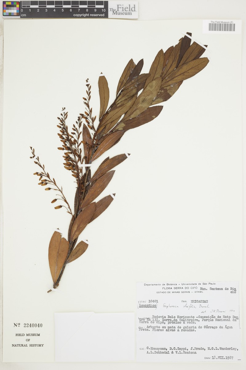 Gaylussacia oleifolia photo 3