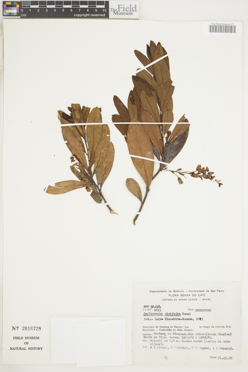 Gaylussacia oleifolia photo 4