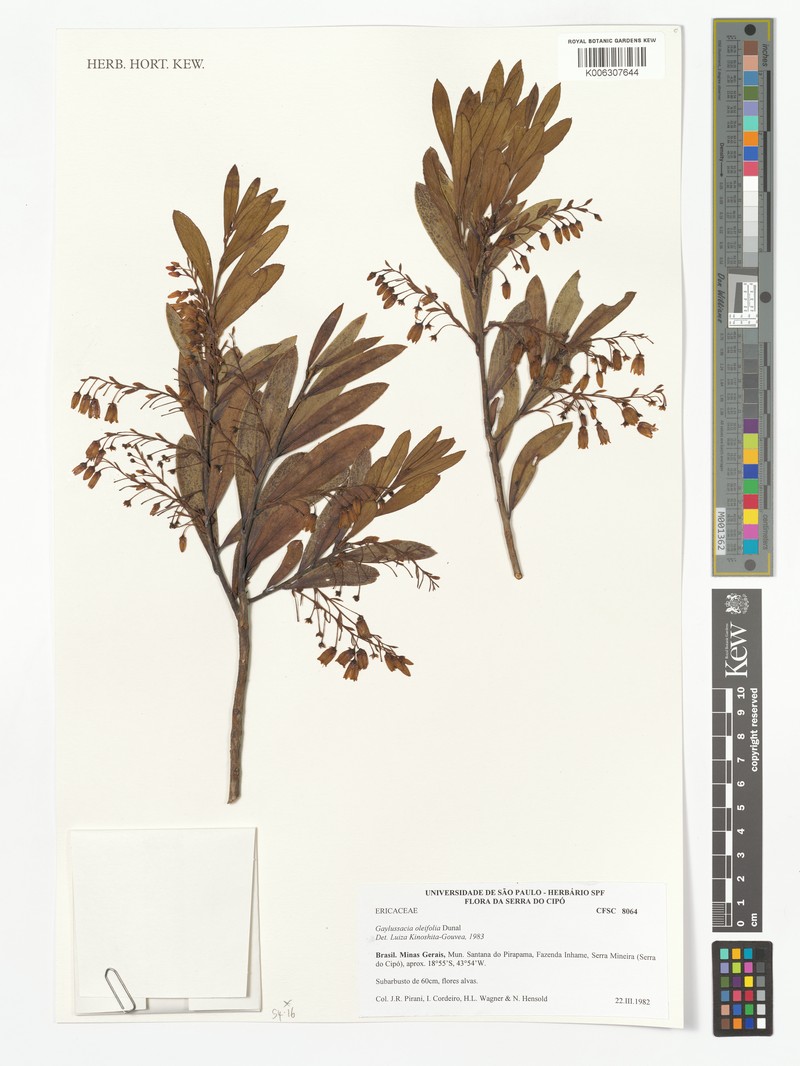 Gaylussacia oleifolia photo 5
