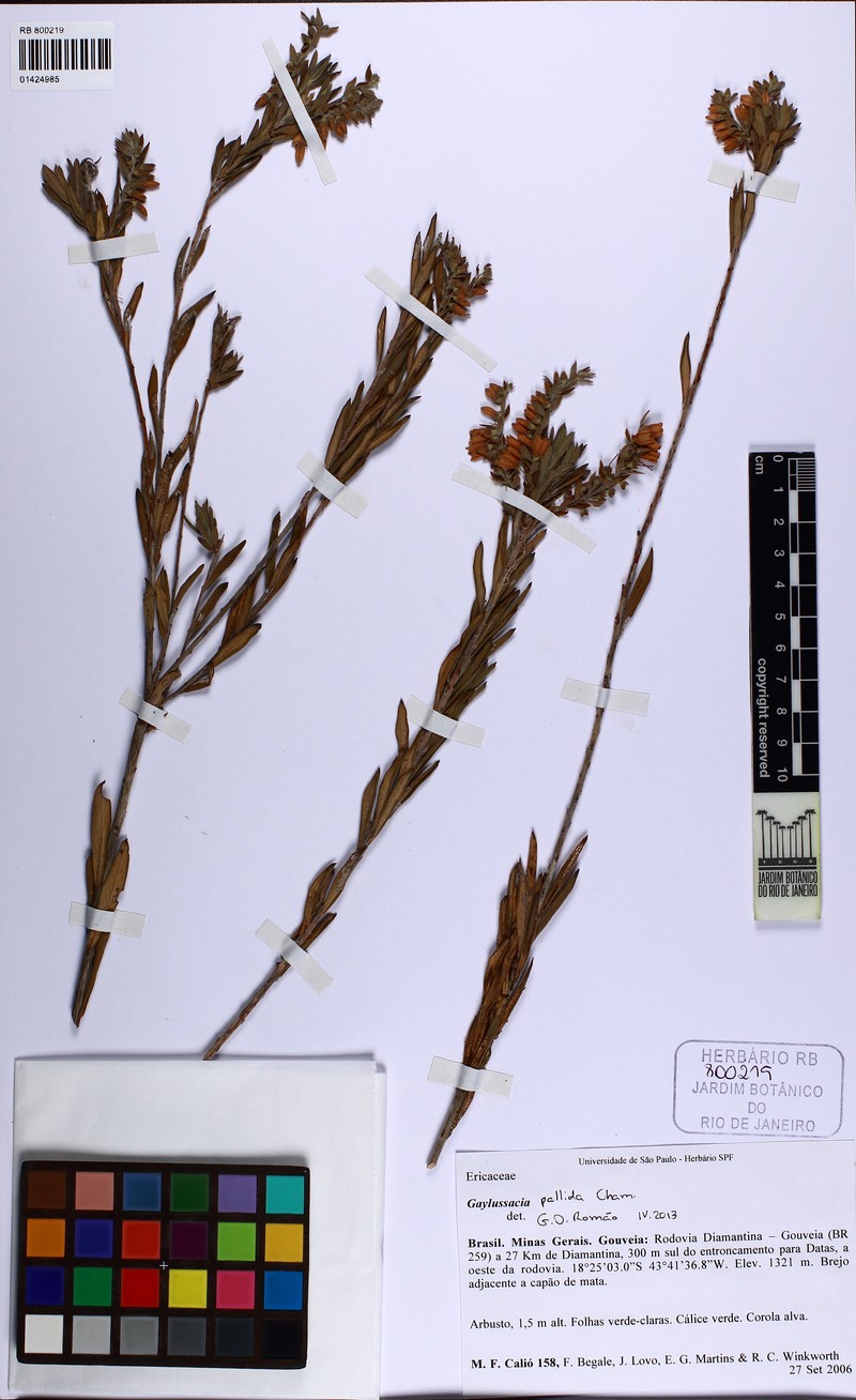 Gaylussacia pallida