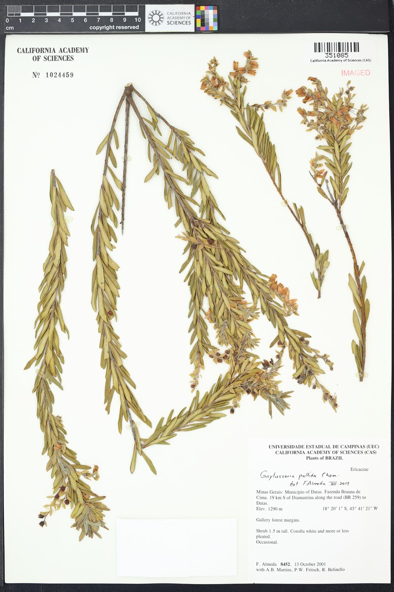 Gaylussacia pallida photo 2