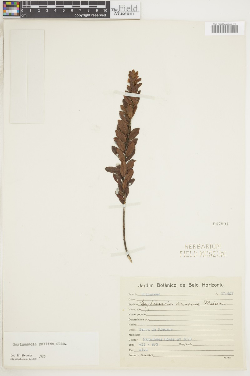 Gaylussacia pallida photo 3