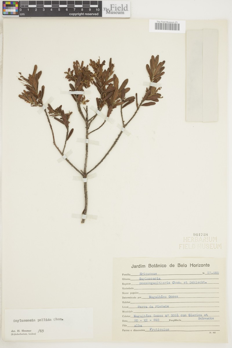 Gaylussacia pallida photo 4