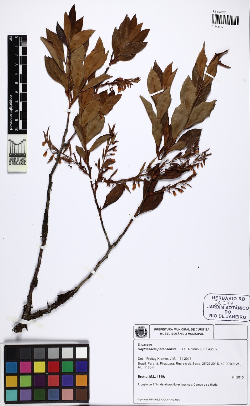 Gaylussacia paranaensis