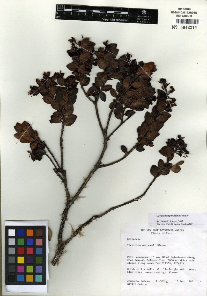 Gaylussacia peruviana