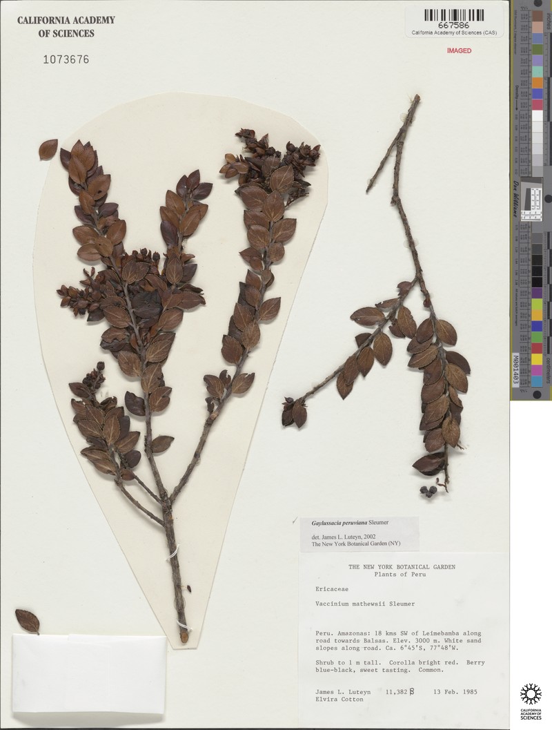 Gaylussacia peruviana photo 2