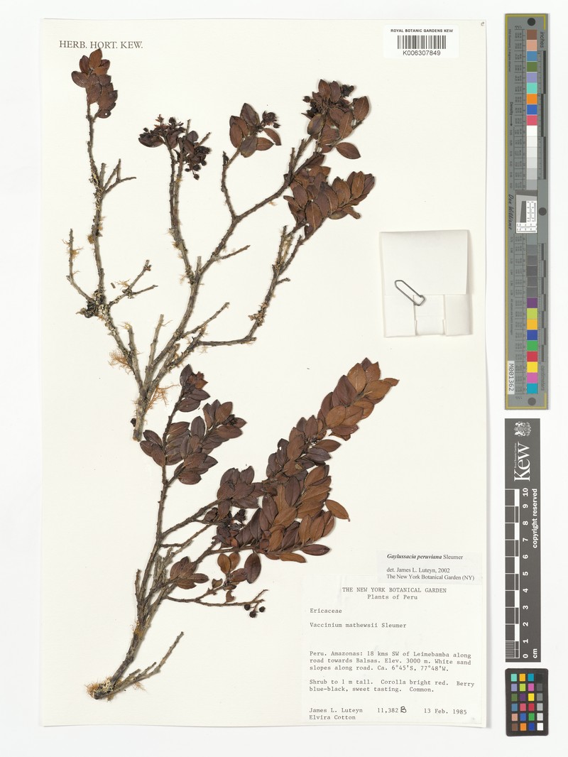 Gaylussacia peruviana photo 3