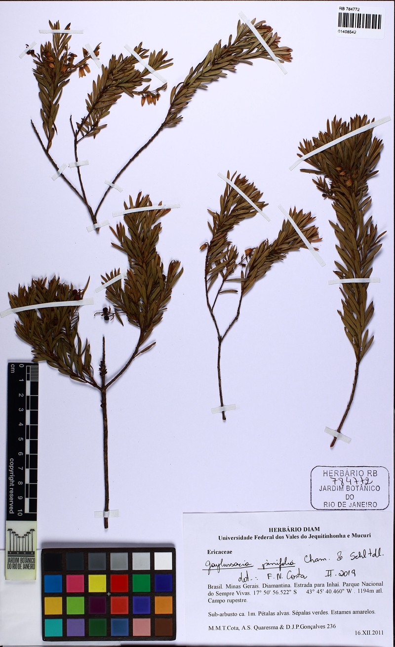 Gaylussacia pinifolia