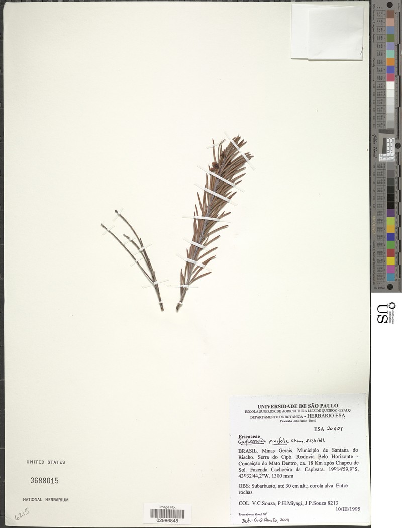 Gaylussacia pinifolia photo 2