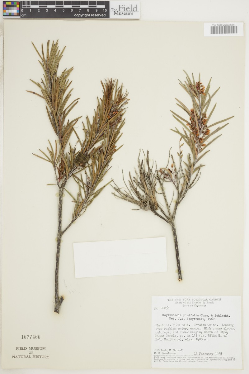 Gaylussacia pinifolia photo 3