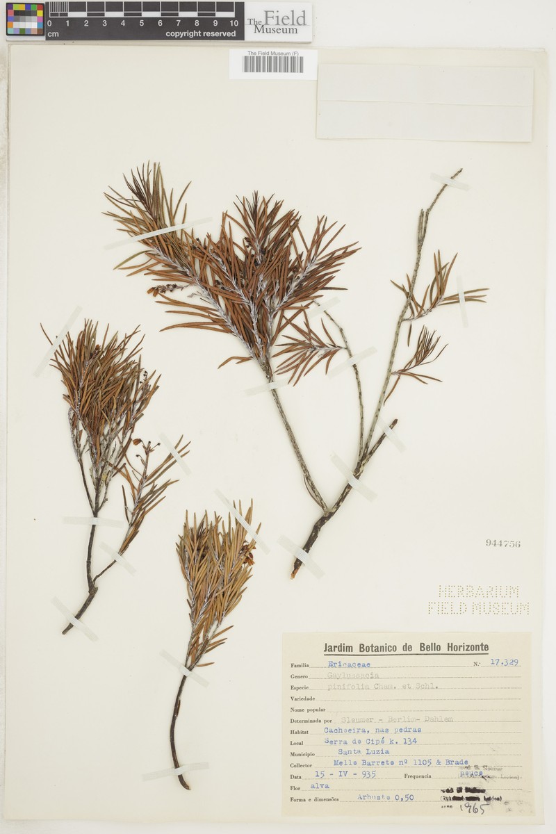 Gaylussacia pinifolia photo 4