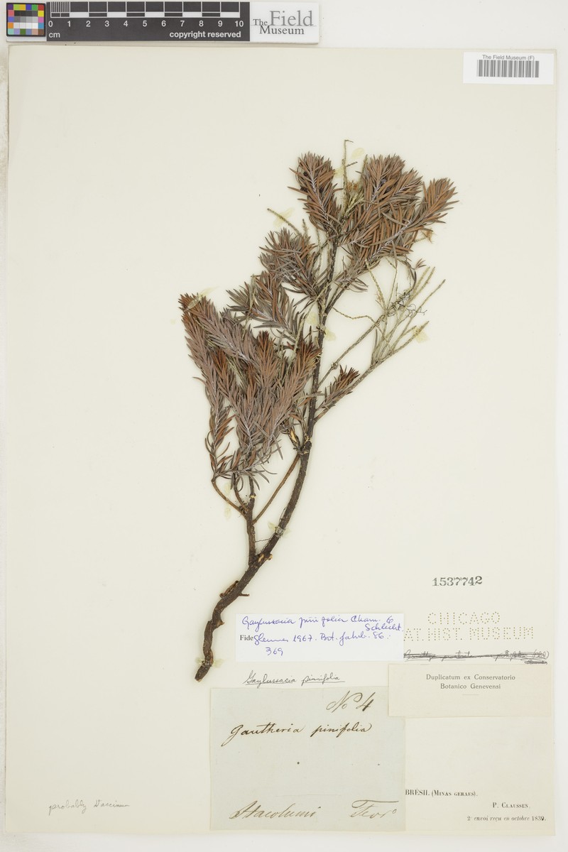 Gaylussacia pinifolia photo 5