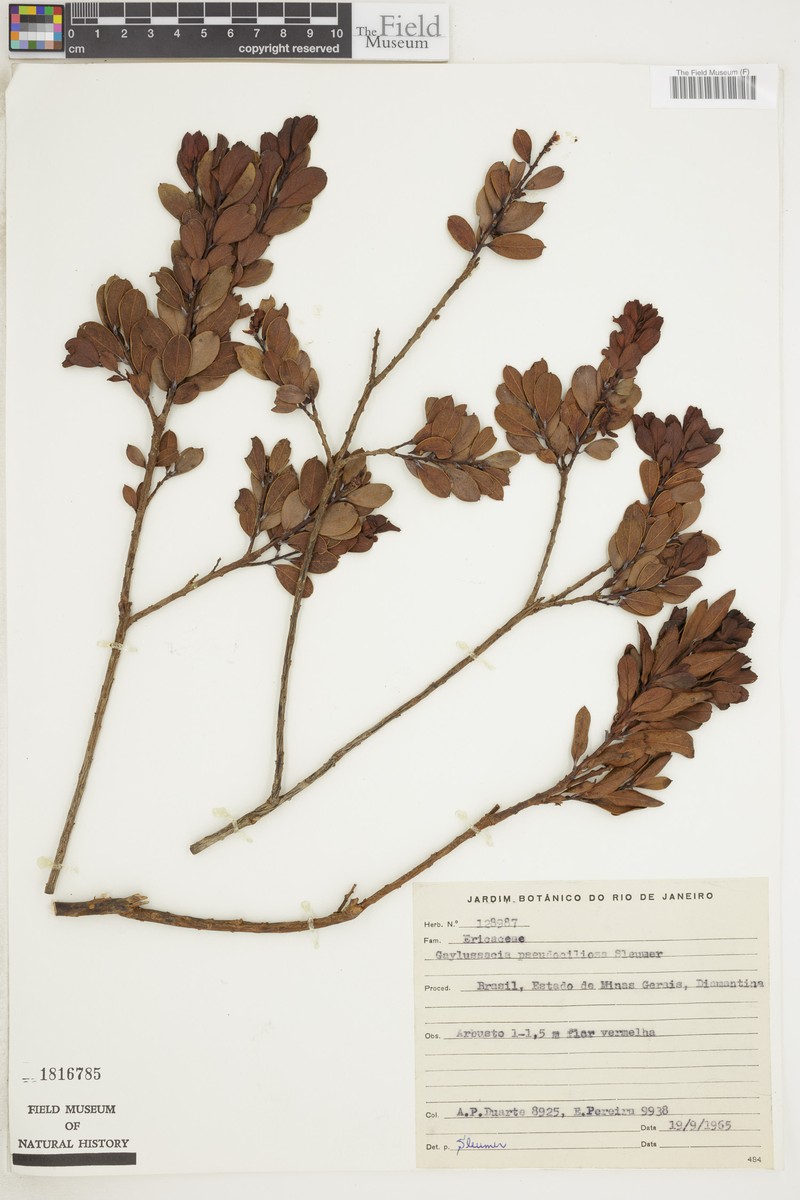 Gaylussacia pseudociliosa