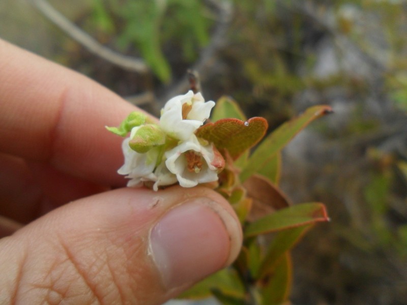 Gaylussacia pseudogaultheria