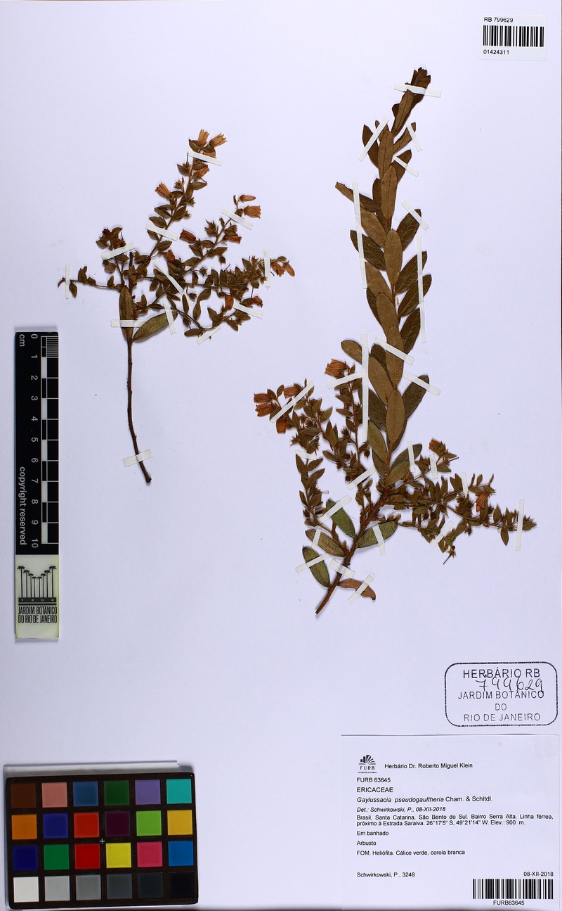 Gaylussacia pseudogaultheria photo 2