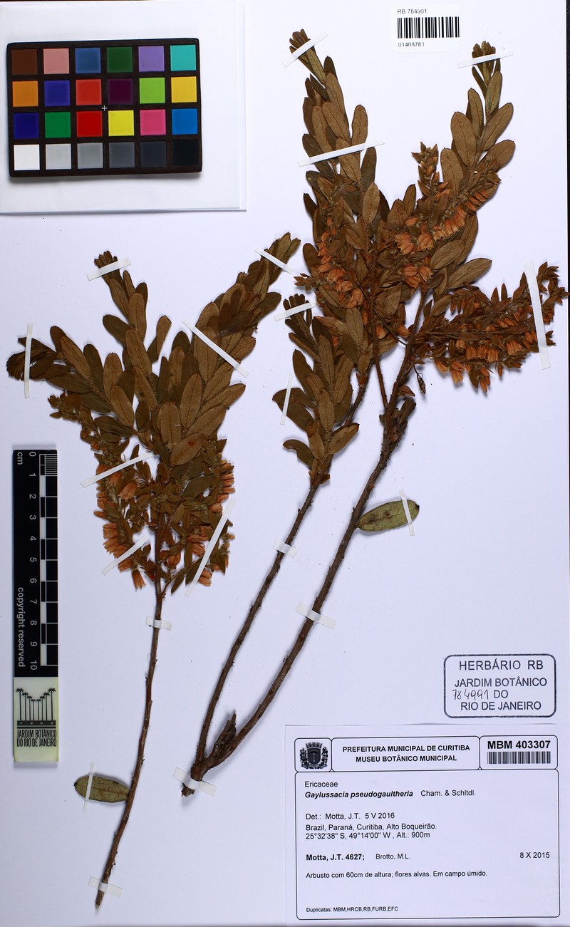 Gaylussacia pseudogaultheria photo 3