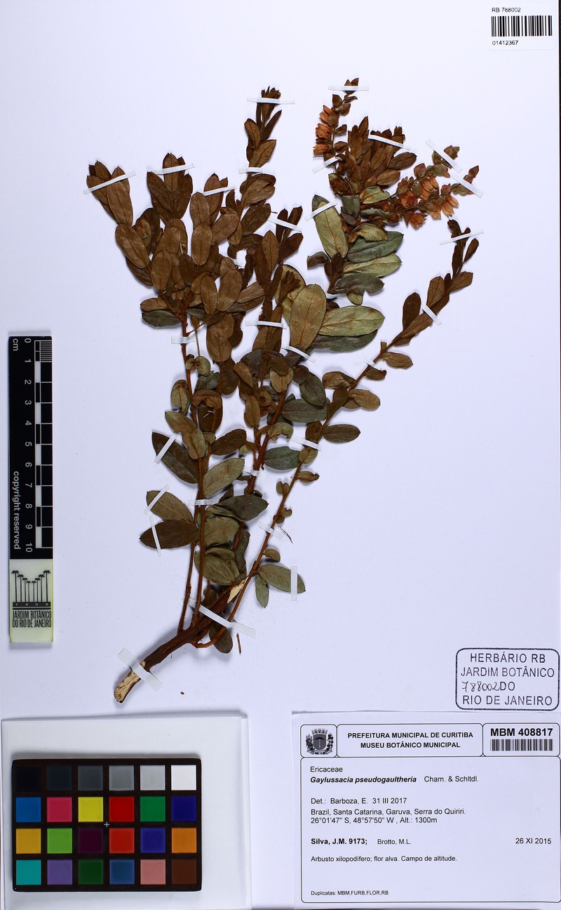 Gaylussacia pseudogaultheria photo 4
