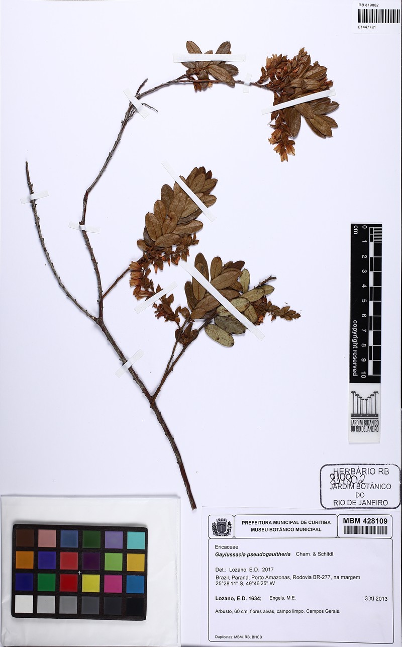 Gaylussacia pseudogaultheria photo 5