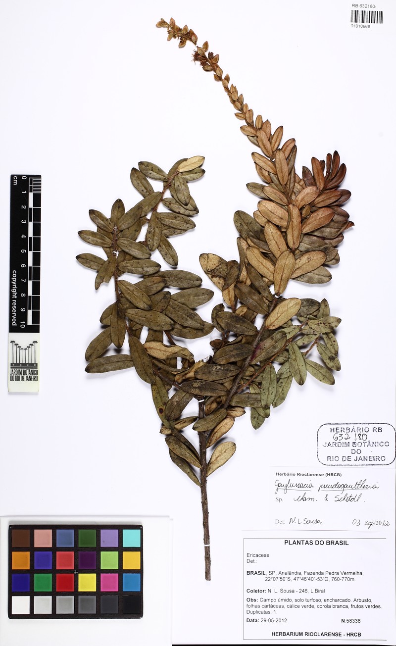 Gaylussacia pseudogaultheria photo 6