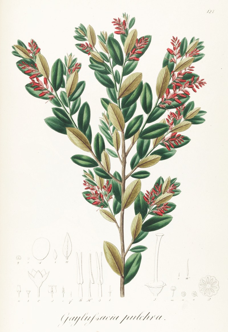 Gaylussacia pulchra