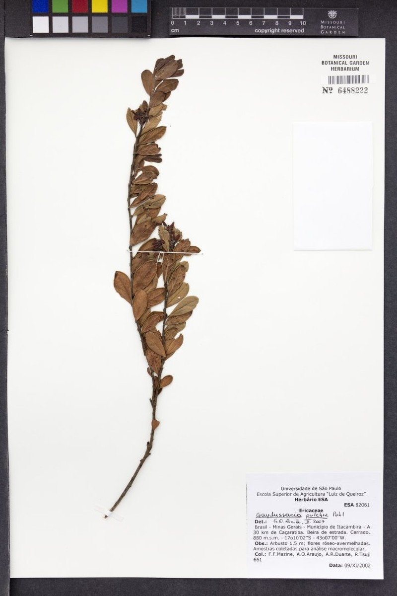 Gaylussacia pulchra photo 2