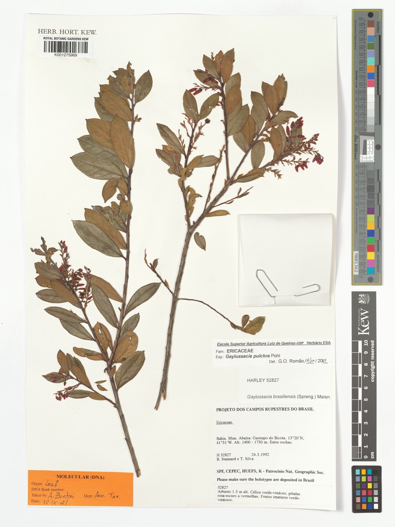 Gaylussacia pulchra photo 4
