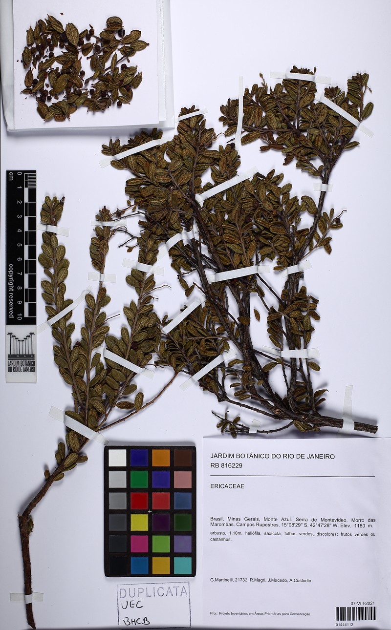 Gaylussacia reticulata