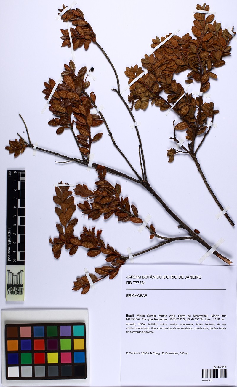 Gaylussacia reticulata photo 2