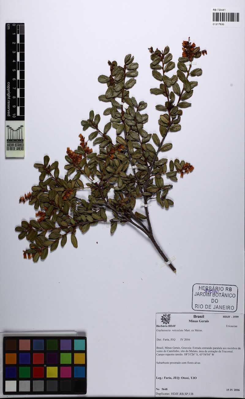 Gaylussacia reticulata photo 3
