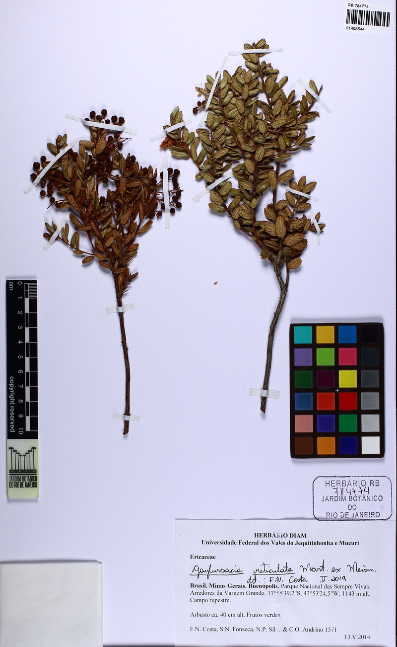 Gaylussacia reticulata photo 4