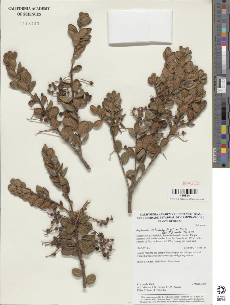 Gaylussacia reticulata photo 5