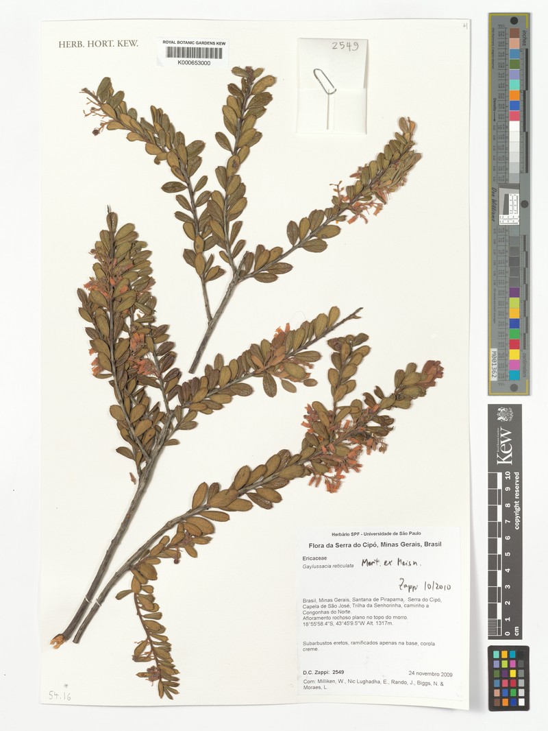 Gaylussacia reticulata photo 6