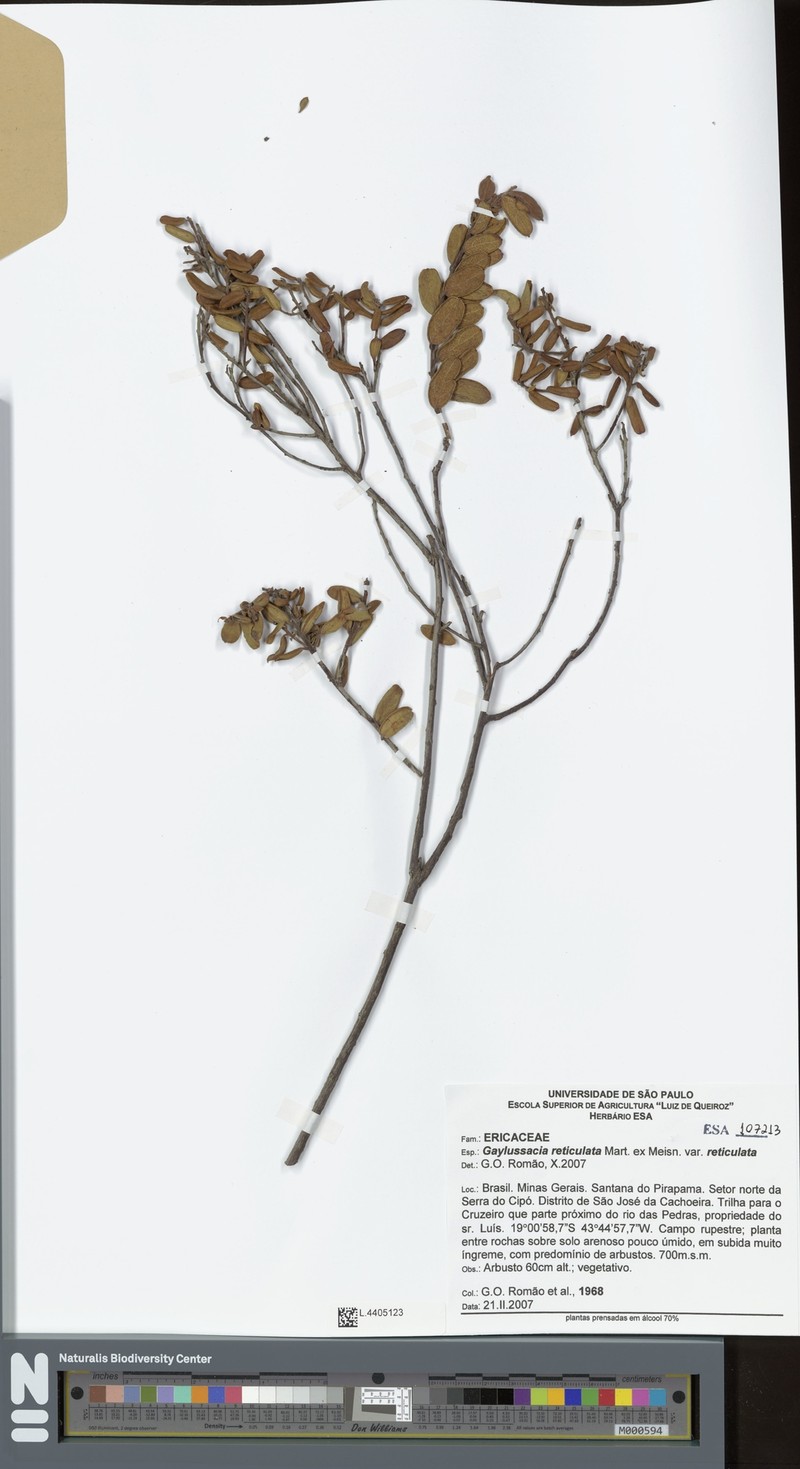 Gaylussacia reticulata var. reticulata