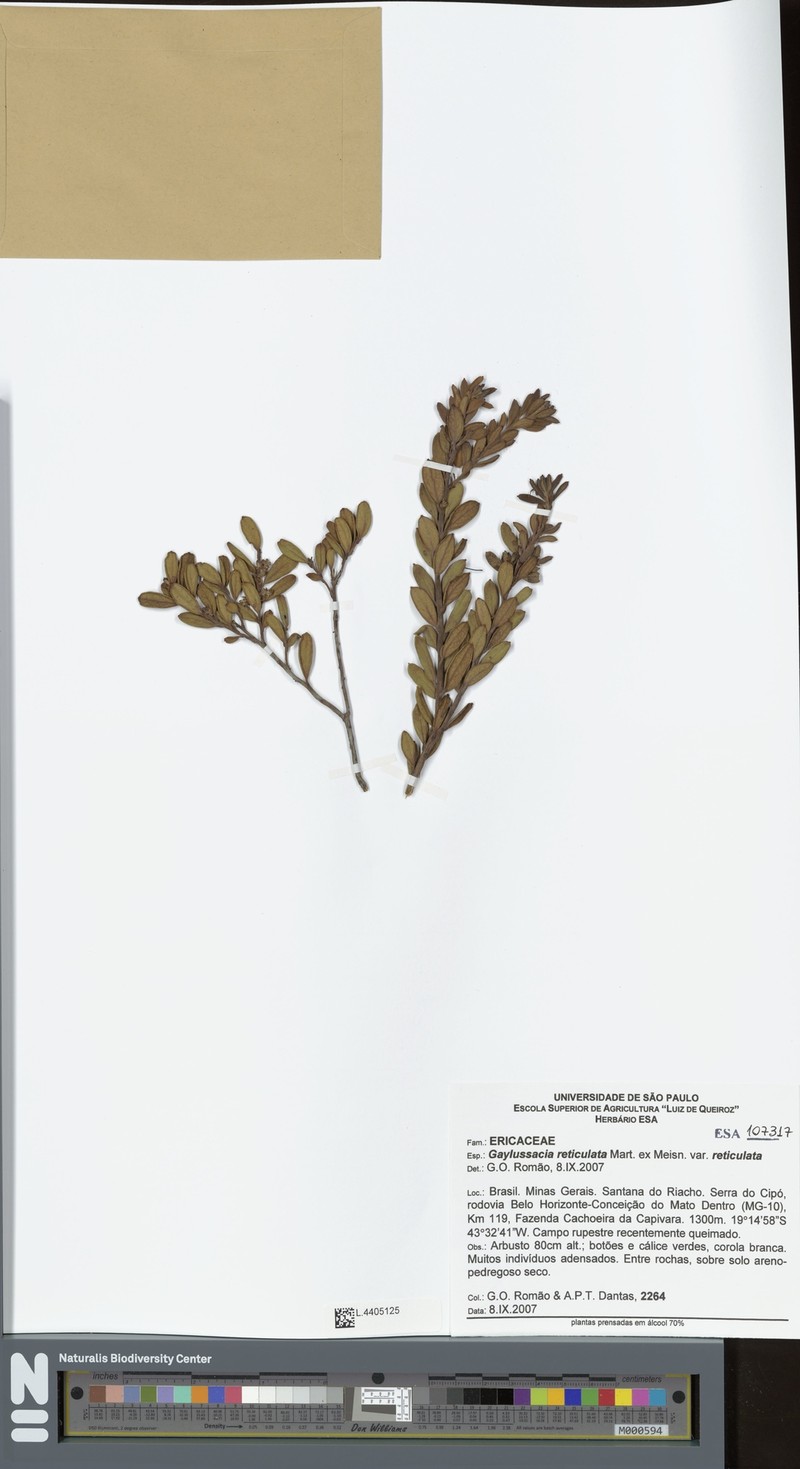 Gaylussacia reticulata var. reticulata photo 2